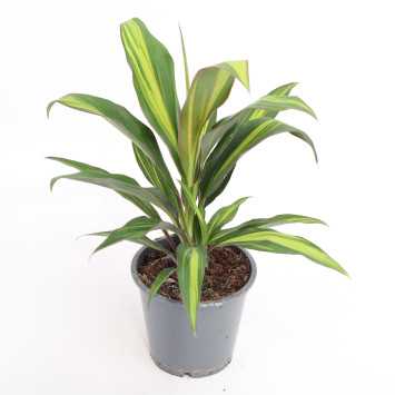 Cordyline fruticosa 'Rubra' (Kordylina)