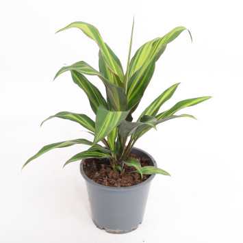 Cordyline fruticosa 'Rubra' (Kordylina)