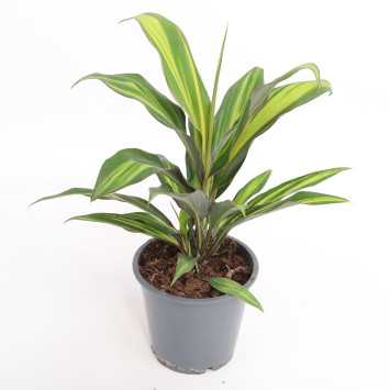 Cordyline fruticosa 'Rubra' (Kordylina)