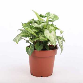 Syngonium arrow (Zroślicha)