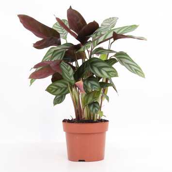 Ctenanthe (Kalatea) - średnica: 12cm