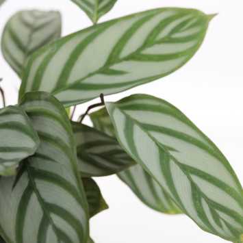 Ctenanthe setosa Compactstar - średnica: 12cm