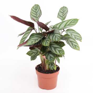 Ctenanthe setosa Compactstar - średnica: 12cm