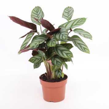 Ctenanthe setosa Compactstar - średnica: 12cm