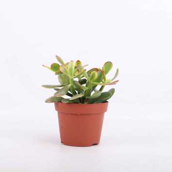 Grubosz Sunset (Crassula Ovata Sunset)