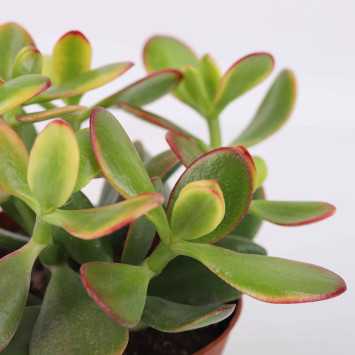 Grubosz Sunset (Crassula Ovata Sunset)
