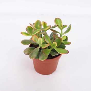 Grubosz Sunset (Crassula Ovata Sunset)