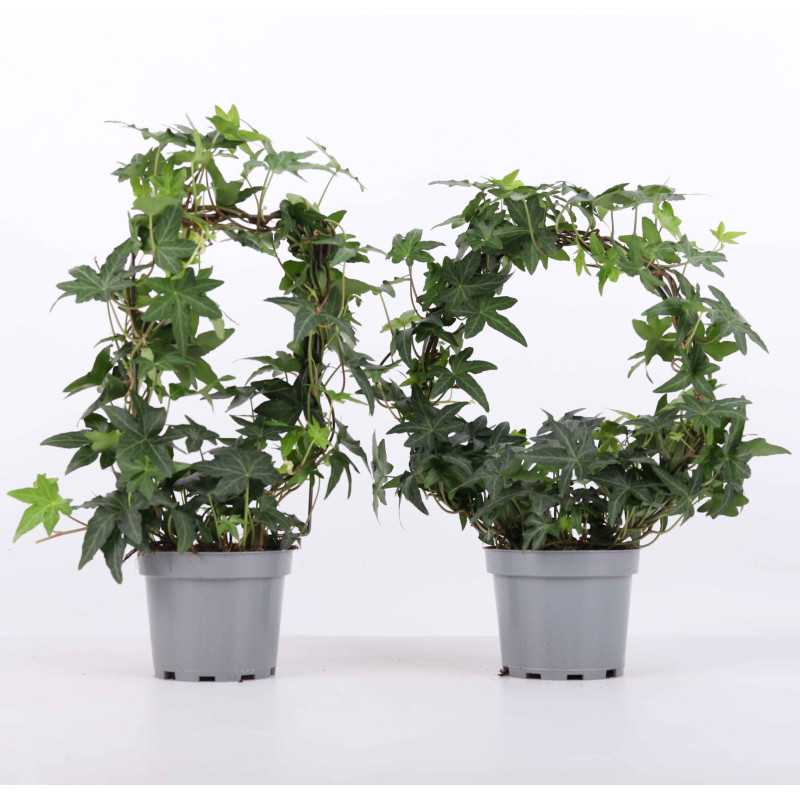 Hedera helix 'Jacobine' (Bluszcz pospolity) Hedera helix 'Jacobine' (Bluszcz pospolity)