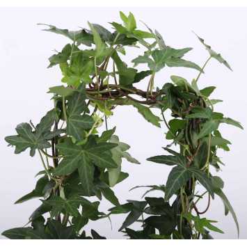 Hedera helix 'Jacobine' (Bluszcz pospolity)
