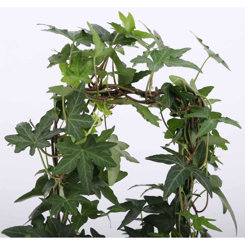 Hedera helix 'Jacobine' (Bluszcz pospolity) Hedera helix 'Jacobine' (Bluszcz pospolity)