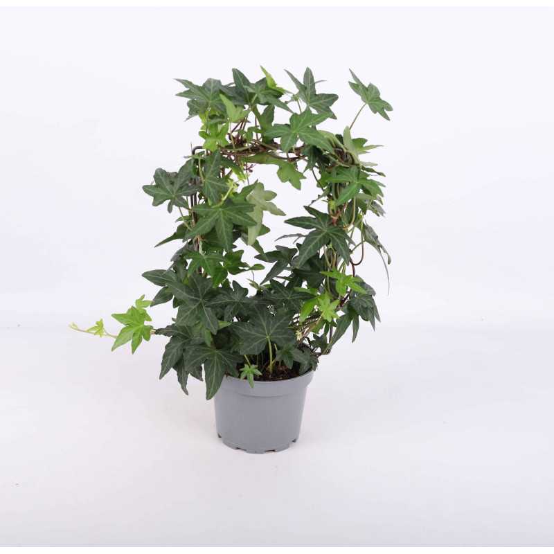 Hedera helix 'Jacobine' (Bluszcz pospolity) Hedera helix 'Jacobine' (Bluszcz pospolity)