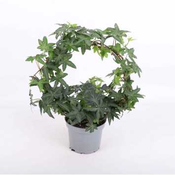 Hedera helix 'Jacobine' (Bluszcz pospolity)