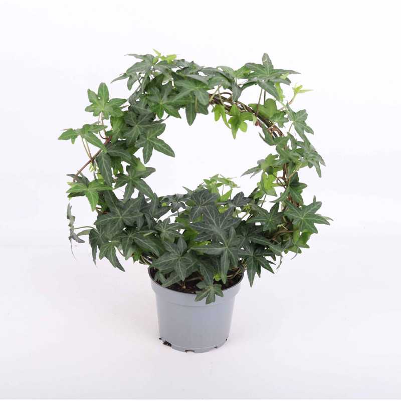 Hedera helix 'Jacobine' (Bluszcz pospolity) Hedera helix 'Jacobine' (Bluszcz pospolity)