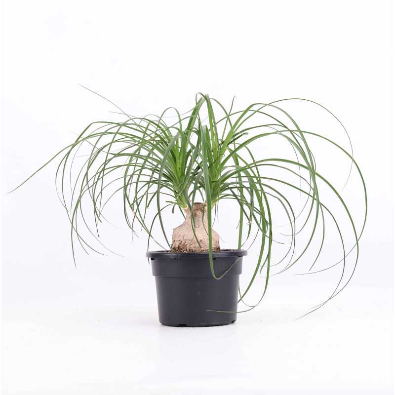 Beaucarnea recurvata (Nolina Wygięta, Stopa Słonia) średnica: 17 cm