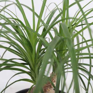  Beaucarnea recurvata (Nolina Wygięta, Stopa Słonia) średnica: 17 cm