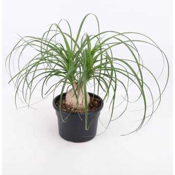  Beaucarnea recurvata (Nolina Wygięta, Stopa Słonia) średnica: 17 cm