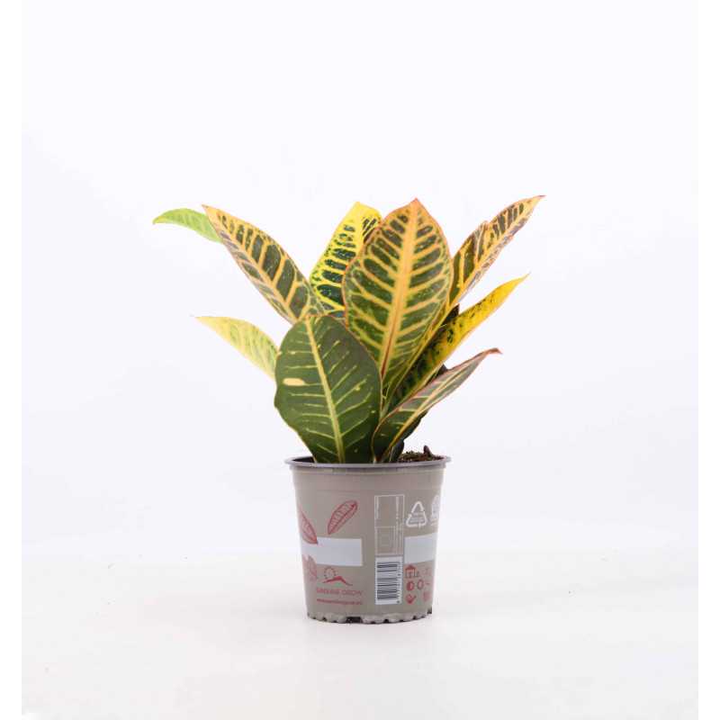 Codiaeum variegatum 'Petra' (Kroton)- śr. 12 cm Codiaeum variegatum 'Petra' (Kroton)- śr. 12 cm