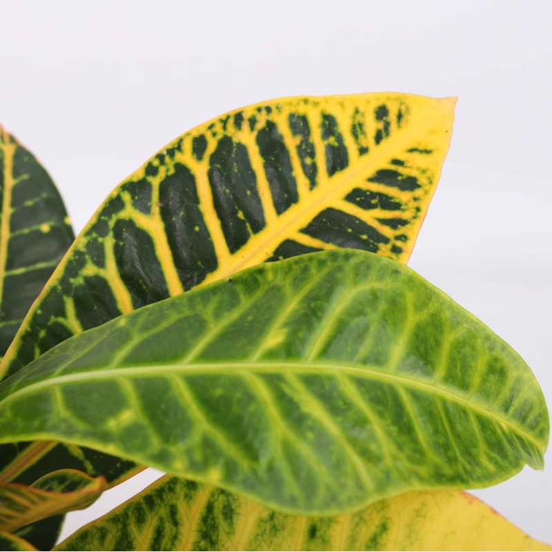Codiaeum variegatum 'Petra' (Kroton)- śr. 12 cm Codiaeum variegatum 'Petra' (Kroton)- śr. 12 cm