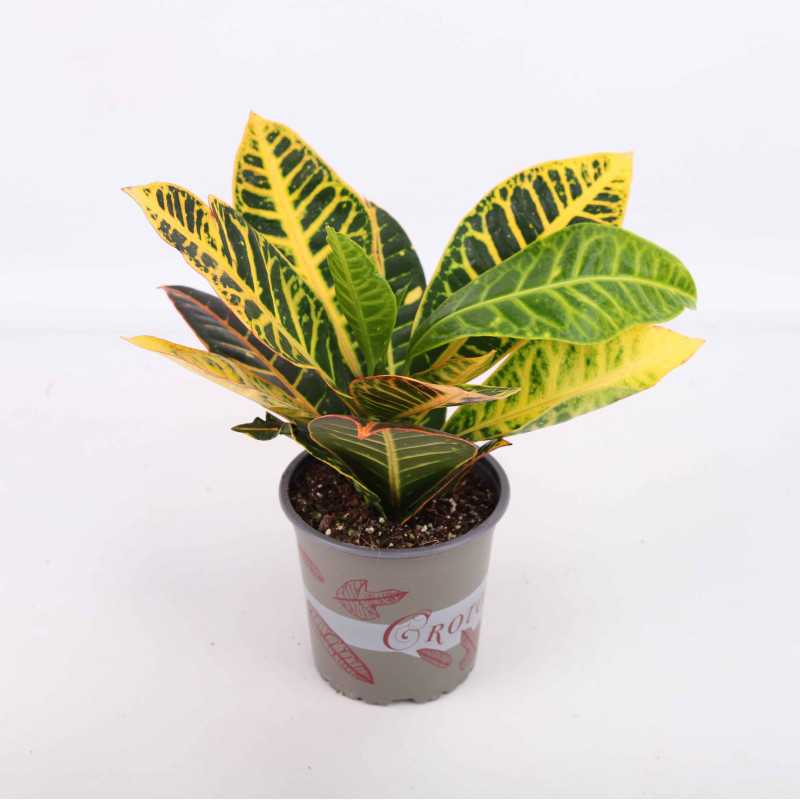 Codiaeum variegatum 'Petra' (Kroton)- śr. 12 cm Codiaeum variegatum 'Petra' (Kroton)- śr. 12 cm