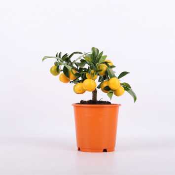 Citrus Mitis Calamondin (Kalamondyna)