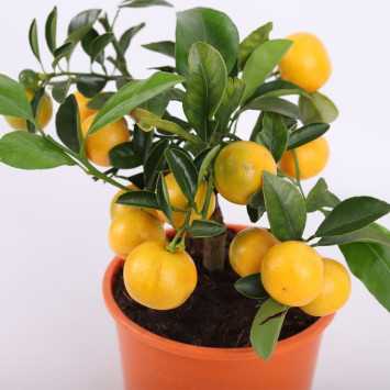  Citrus calamondin (Drzewko Kalamondyna)