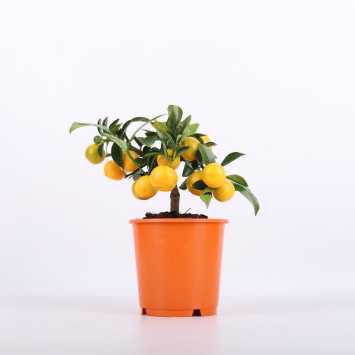  Citrus calamondin (Drzewko Kalamondyna)