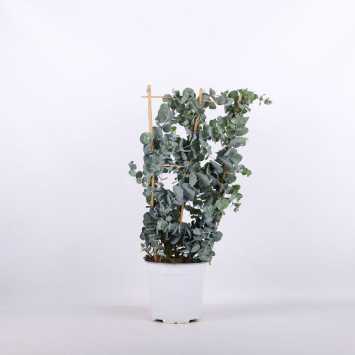  Eucalyptus pulverulenta ‘Baby Blue’ (Eukaliptus)