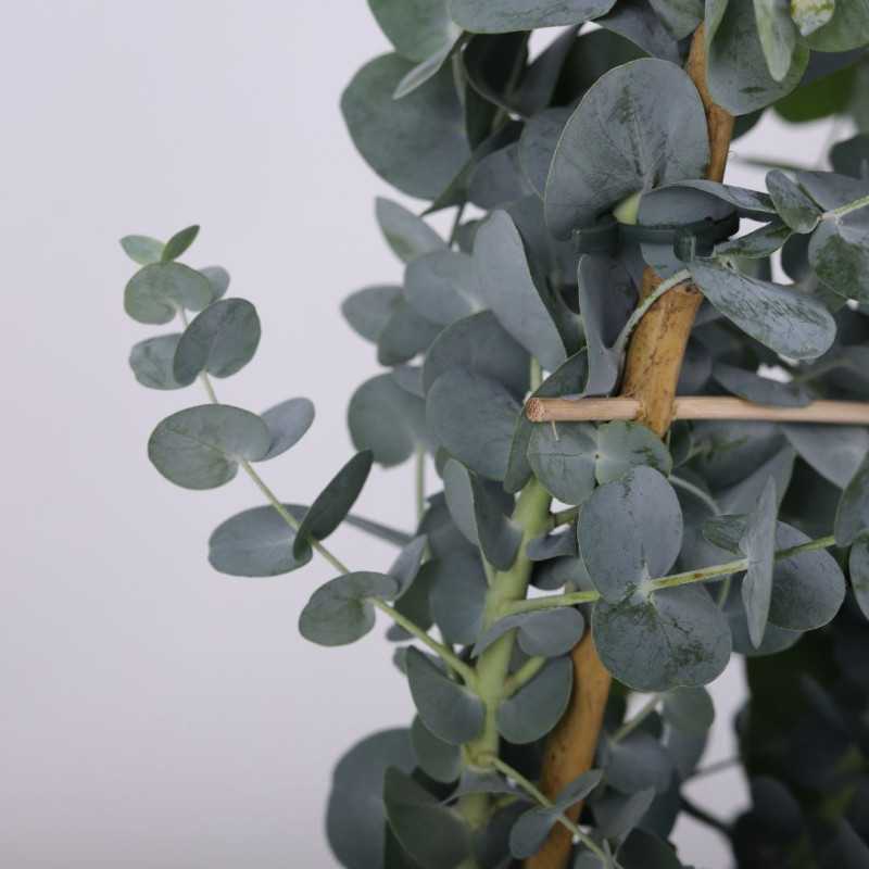 Eucalyptus pulverulenta ‘Baby Blue’ (Eukaliptus) Eucalyptus pulverulenta ‘Baby Blue’ (Eukaliptus)