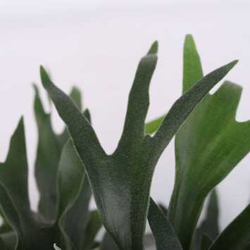 Platycerium Bifurcatum (łosie rogi, Płaskla łosiroga)