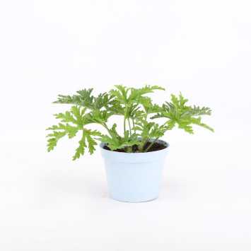 Pelargonium graveolens (Geranium lecznicze, Anginka)