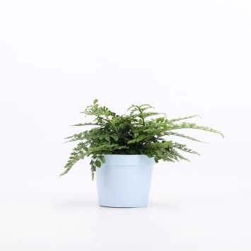 Asplenium parvati (Zanokcica)