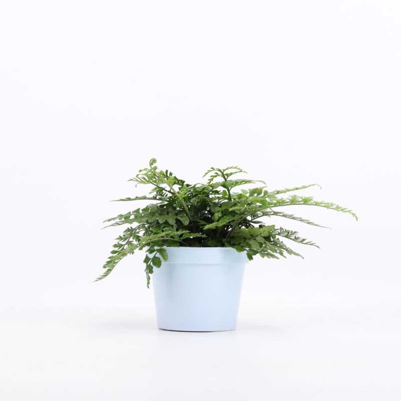 Asplenium parvati (Zanokcica)