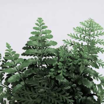 Asplenium parvati (Zanokcica)