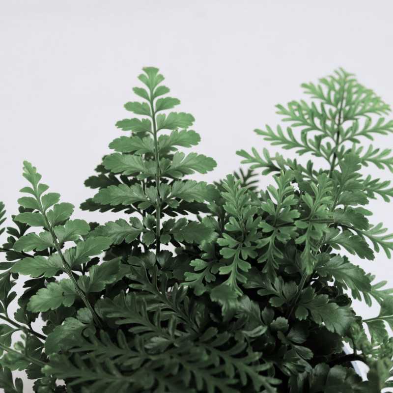 Asplenium parvati (Zanokcica)
