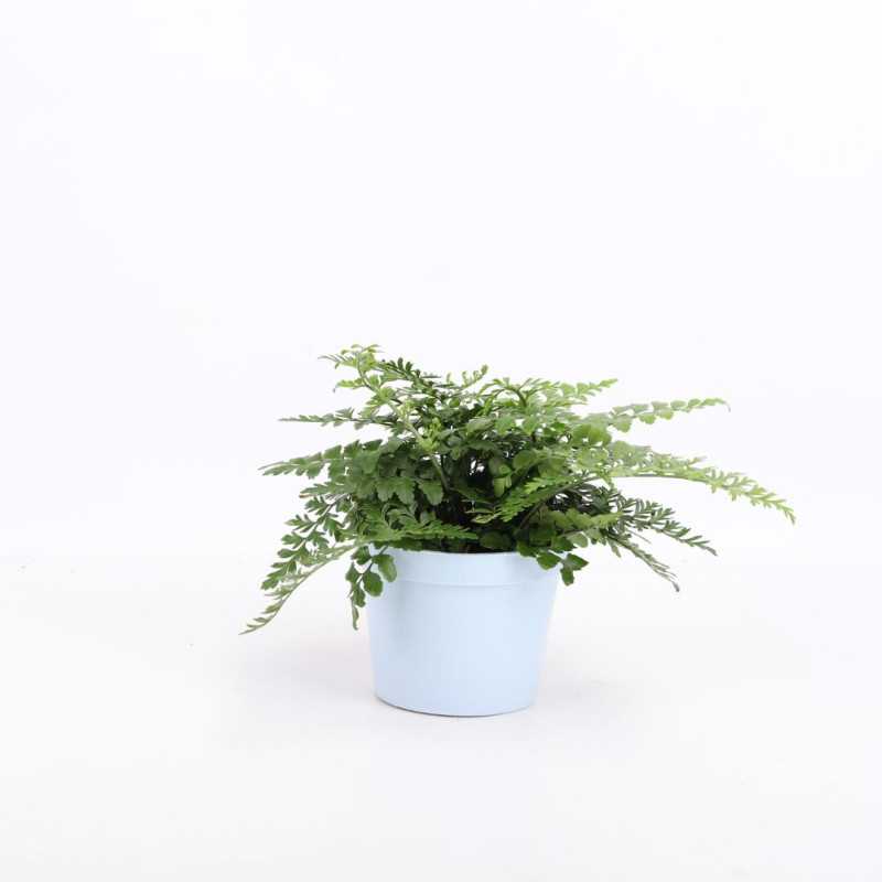 Asplenium parvati (Zanokcica)