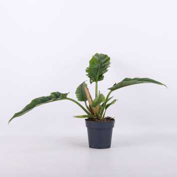 Philodendron Narrow Escape (Filodendron)