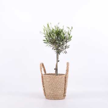 Olea europaea (Oliwka europejska) w koszu wiklinowym