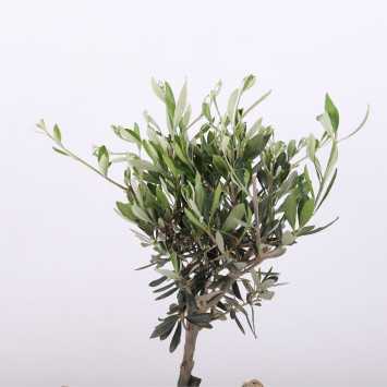Olea europaea (Oliwka europejska) w koszu wiklinowym