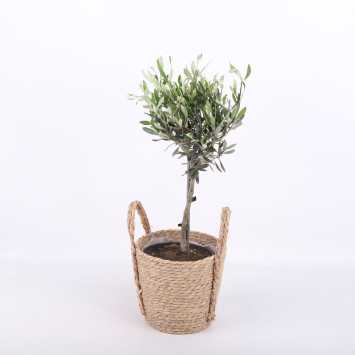 Olea europaea (Oliwka europejska) w koszu wiklinowym