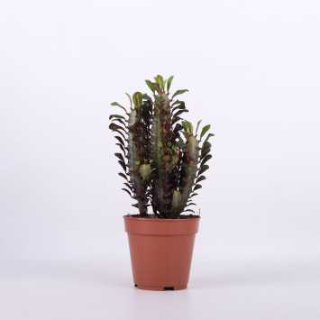 Euphorbia (Wilczomlecz)