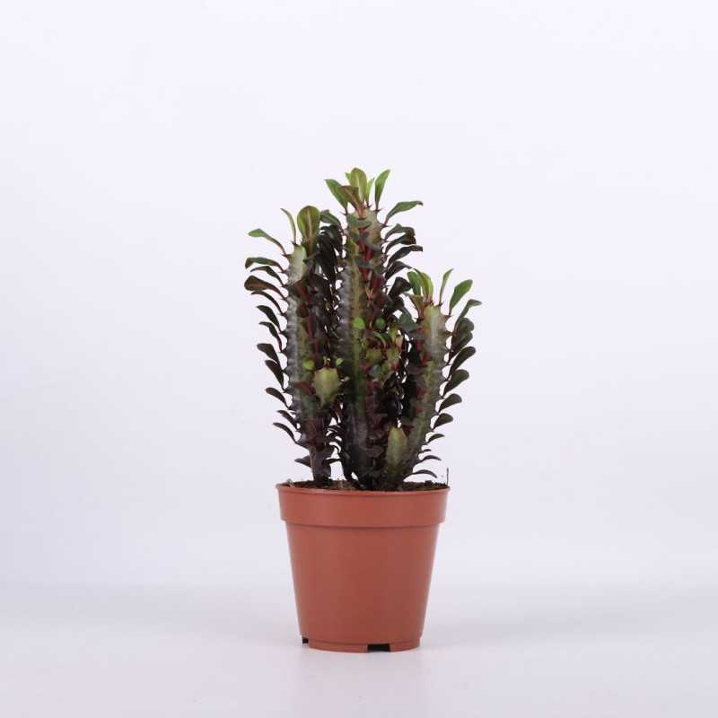Euphorbia (Wilczomlecz)