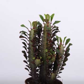 Euphorbia (Wilczomlecz)
