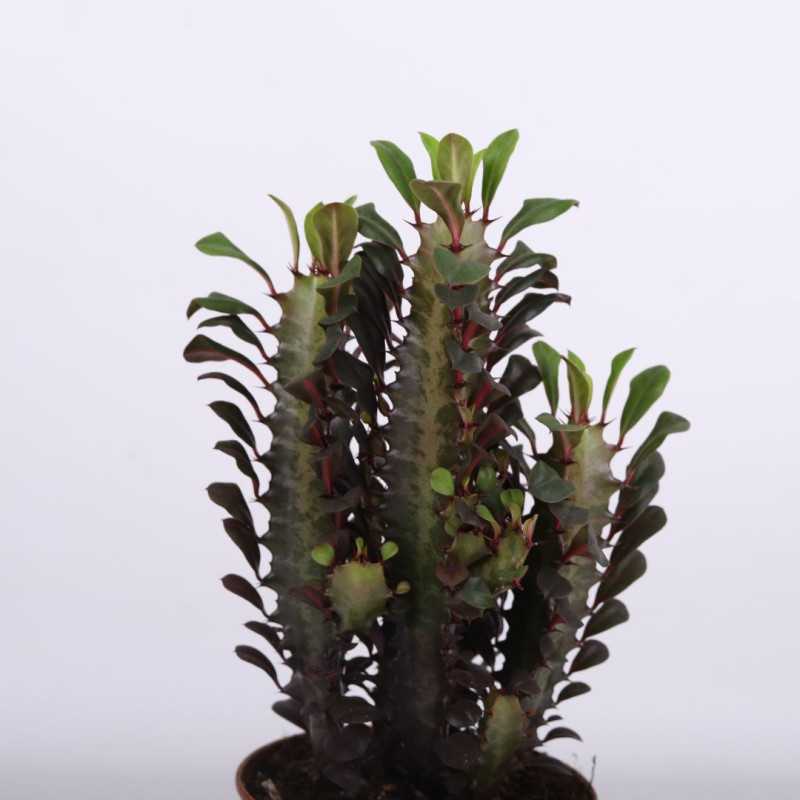 Euphorbia trigona 'Rubra' Wilczomlecz trójżebrowy Euphorbia trigona 'Rubra' Wilczomlecz trójżebrowy