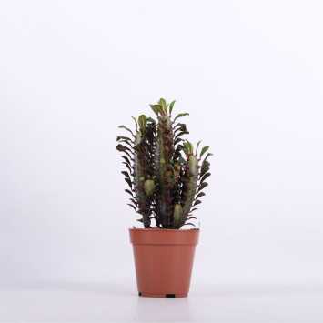 Euphorbia (Wilczomlecz)