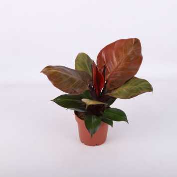 Philodendron 'McColley's Finale' (Filodendron) - średnica: 12 cm