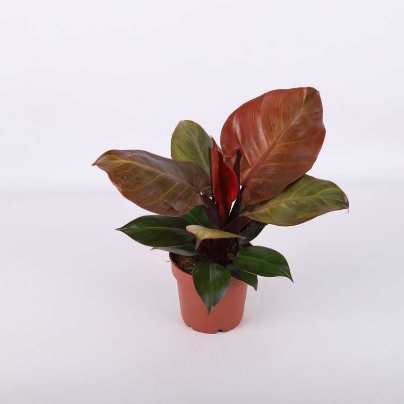 Philodendron 'McColley's Finale' (Filodendron) - średnica: 12 cm