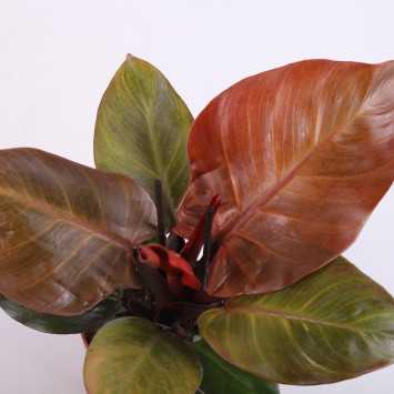 Philodendron 'McColley's Finale' (Filodendron) - średnica: 12 cm