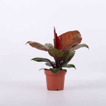 Philodendron 'McColley's Finale' (Filodendron) - średnica: 12 cm