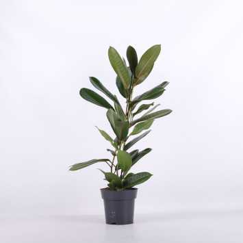 Ficus benghalensis (Fikus bengalski)