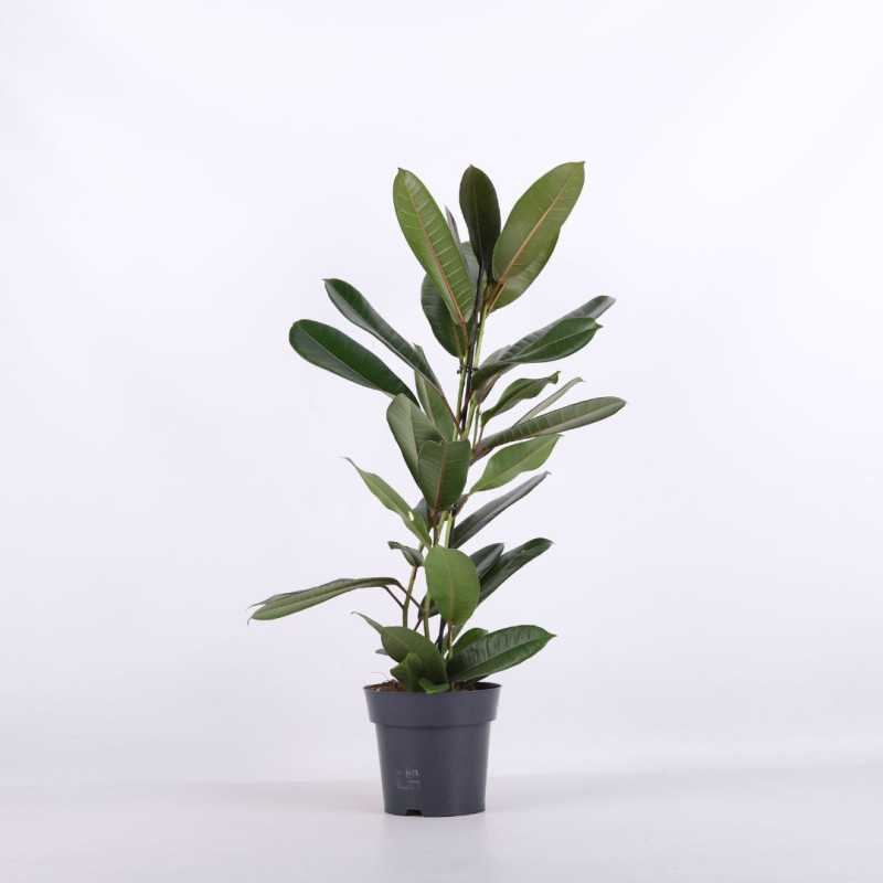 Ficus benghalensis (Fikus bengalski)